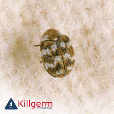 Carpet Beetle